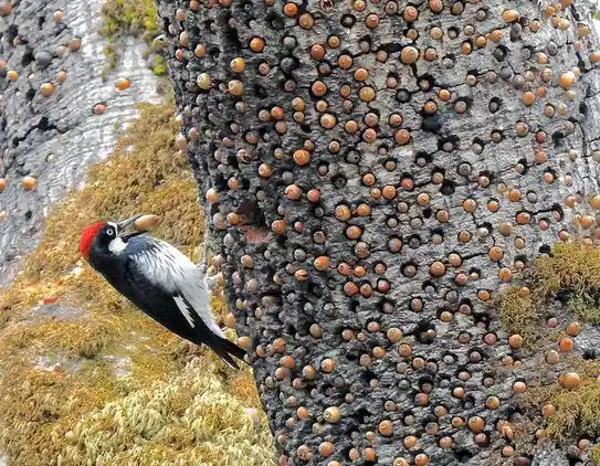 A pileated woodpecker perched on a mossy tree trunk covered in hundreds of holes and acorns, holding an acorn in its beak…