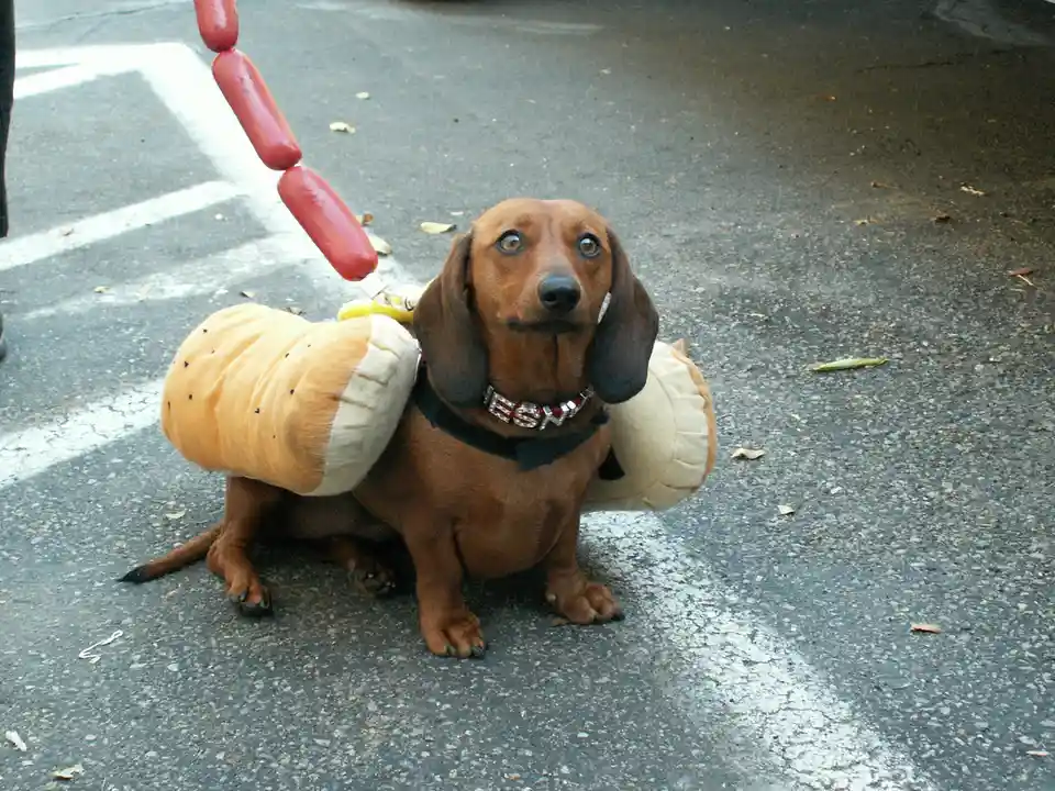 Sausagedog: A Canine Witness to the Unseen