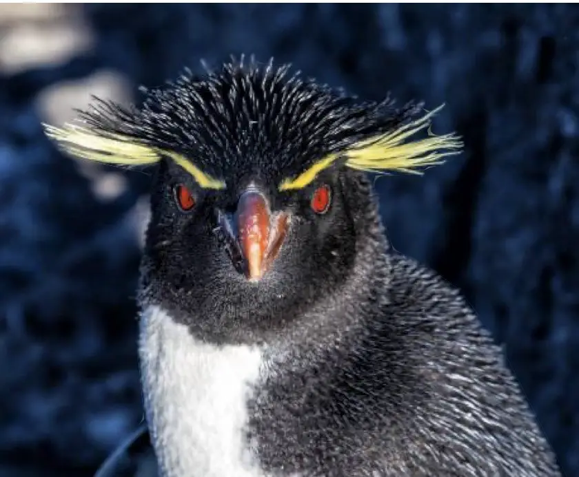 A close-up photo of a rockhopper penguin with distinctive yellow crest feathers, red eyes, and a black-and-white body…