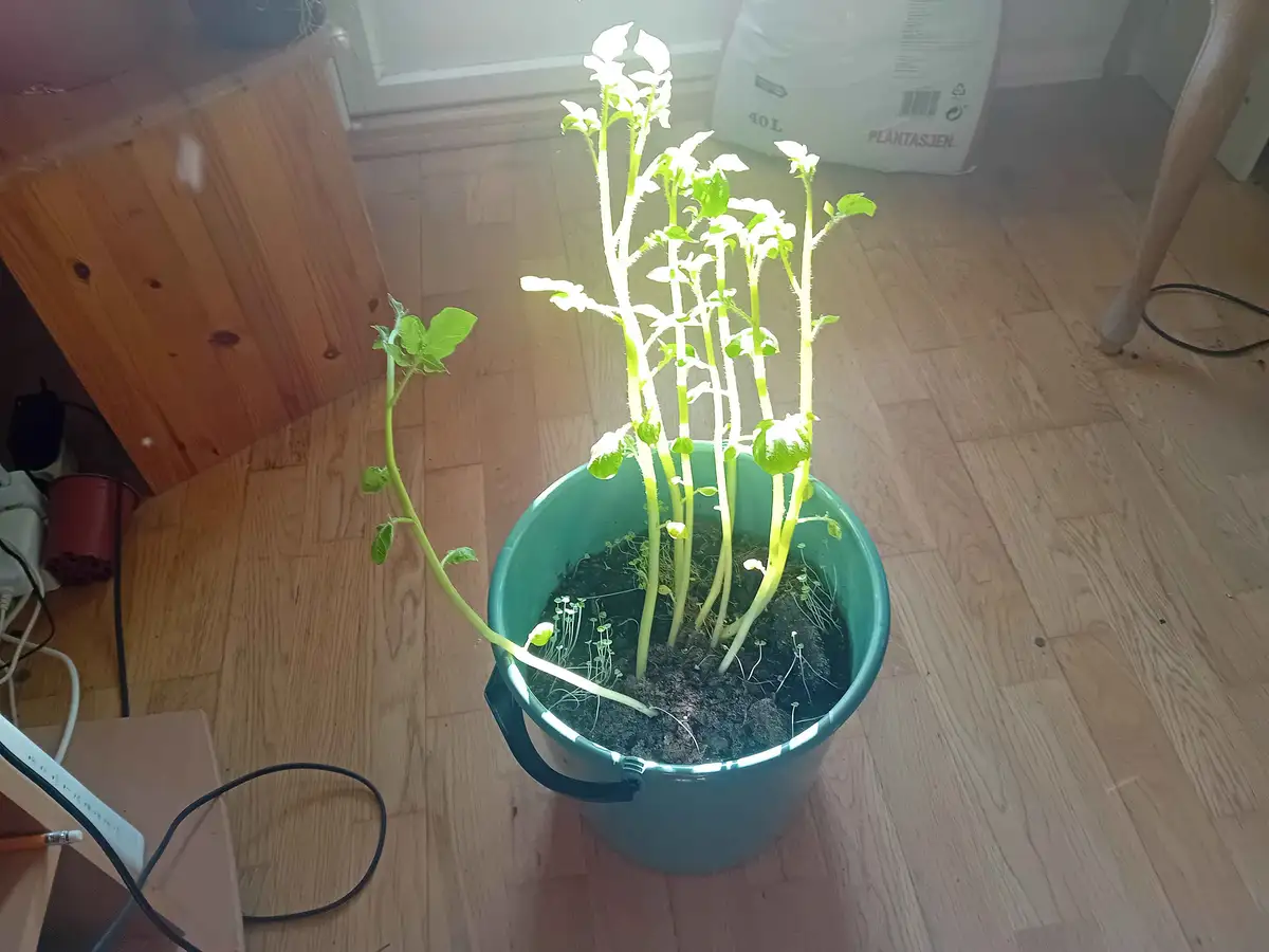 A green bucket filled with soil and several small green seedlings sits on a wooden floor, with one long stem extending out…