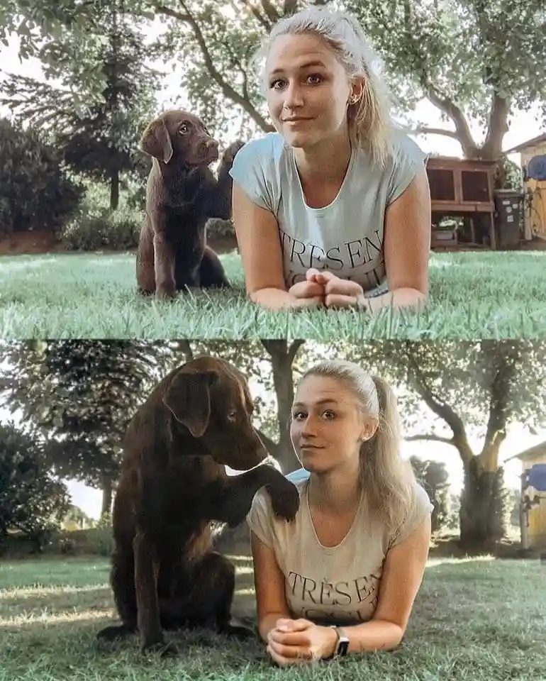 Two photos show a young woman lying on grass next to a chocolate Labrador. In the top photo, the dog sits calmly beside her…