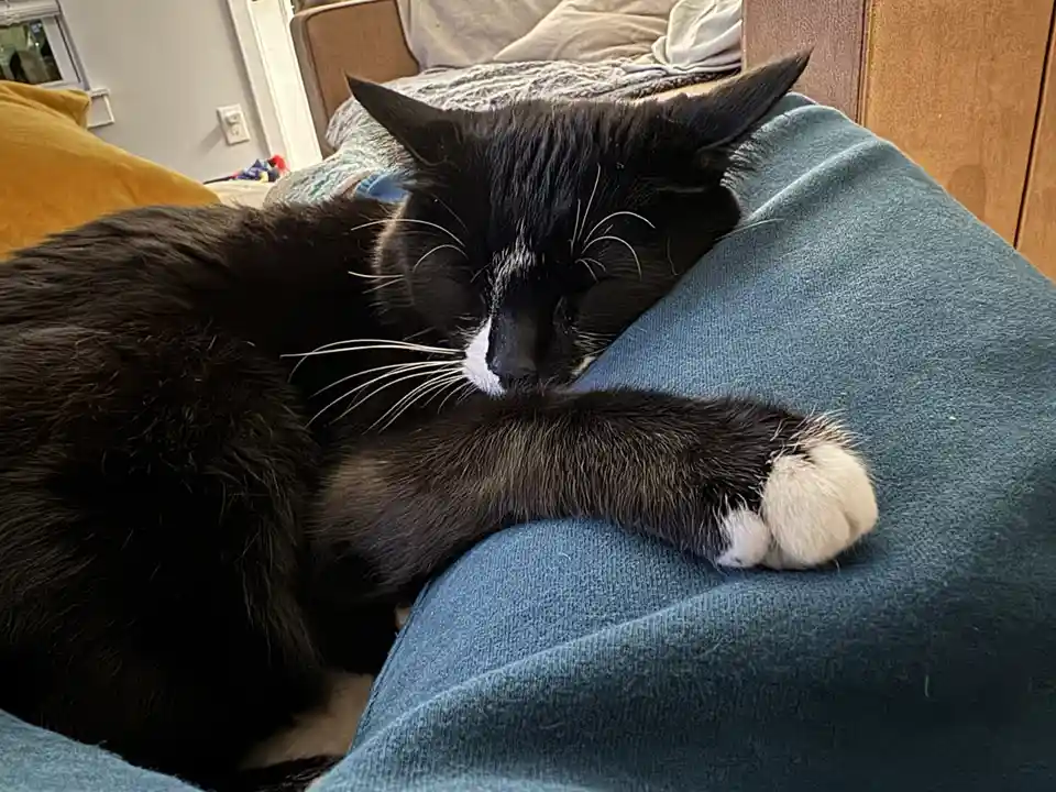 A black and white cat is sleeping peacefully with its head resting on a person's blue jeans, its eyes closed and one paw…