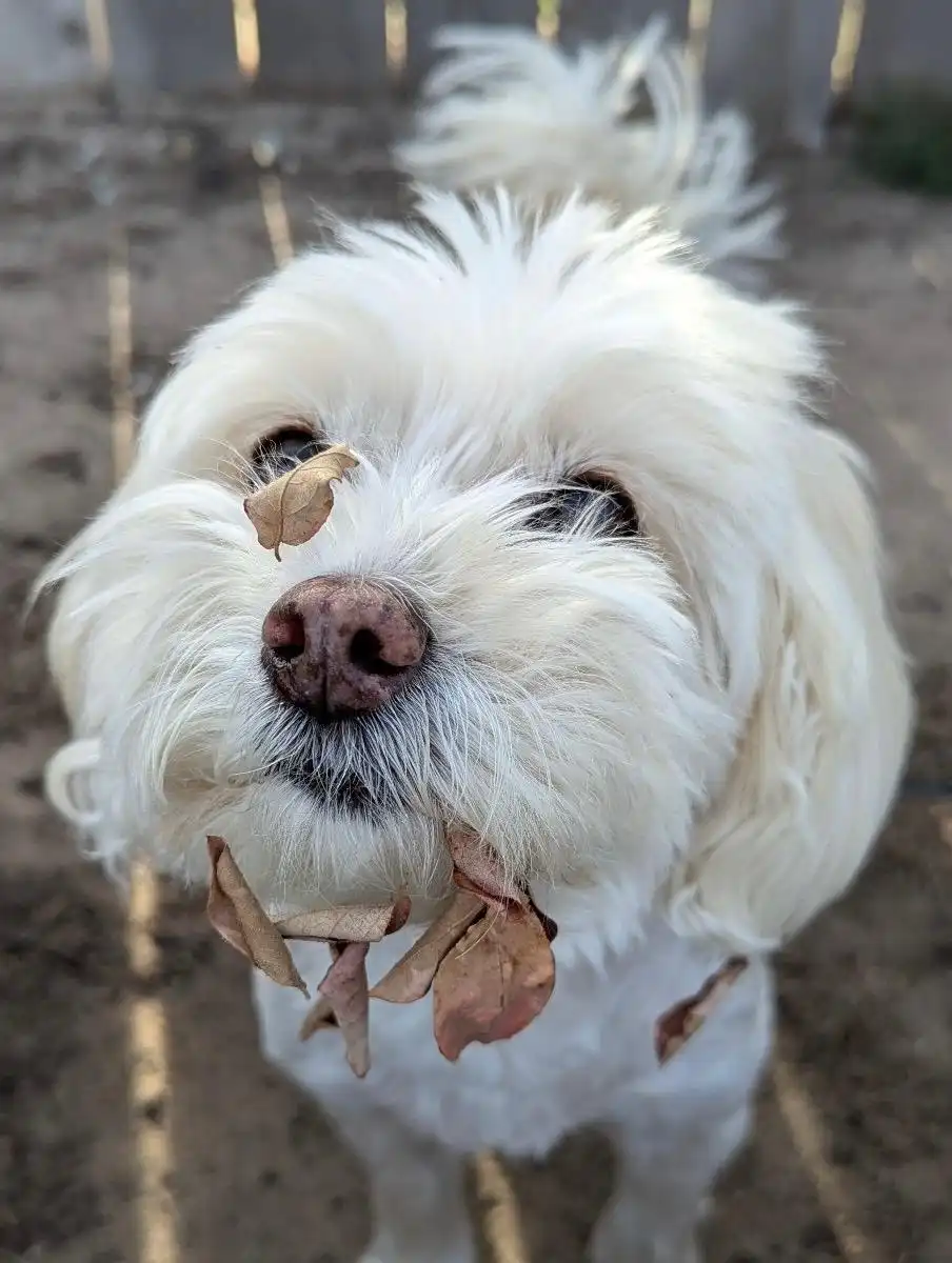A close-up photo of a fluffy white dog looking up at the camera with a small dry leaf resting on its nose and several more…
