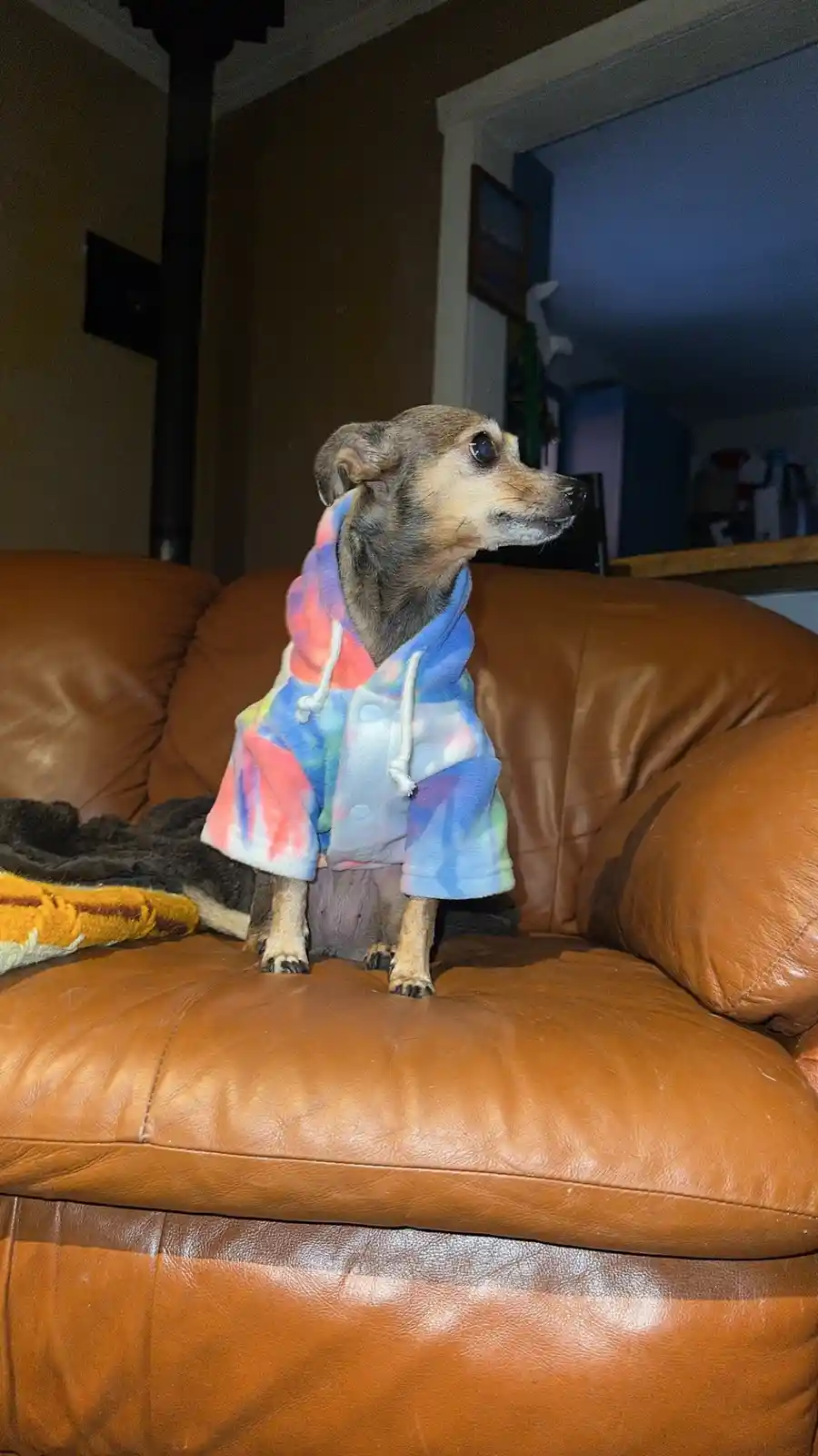 A small dog, likely a chihuahua or similar breed, sits upright on a brown leather couch wearing a colorful tie-dye hoodie…