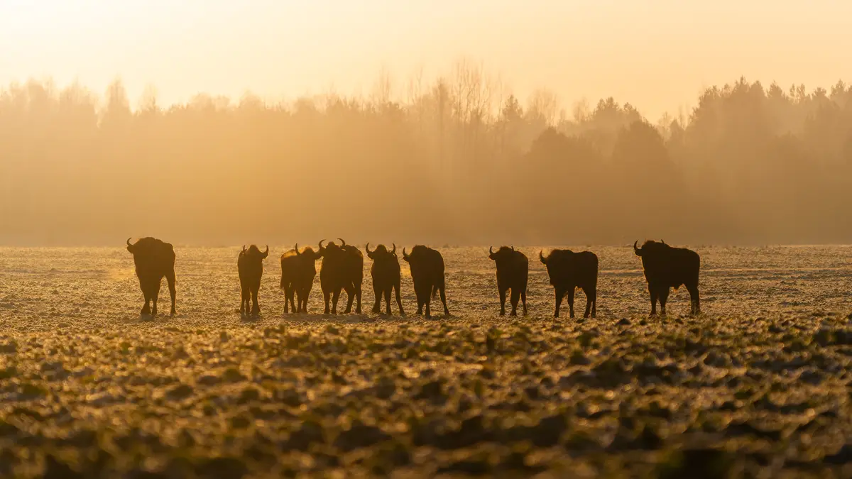 A line of eight buffalo silhouetted against a golden sunrise over a frosty field, with trees in the hazy background. The…