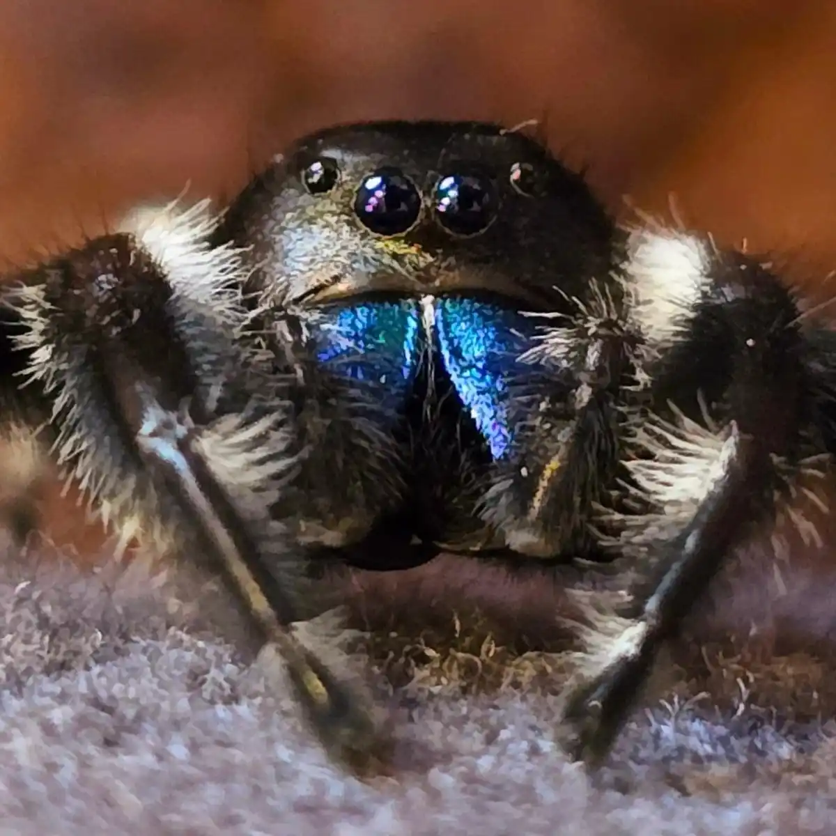 A close-up photo of a jumping spider with large, shiny black eyes and iridescent blue chelicerae, looking directly at the…