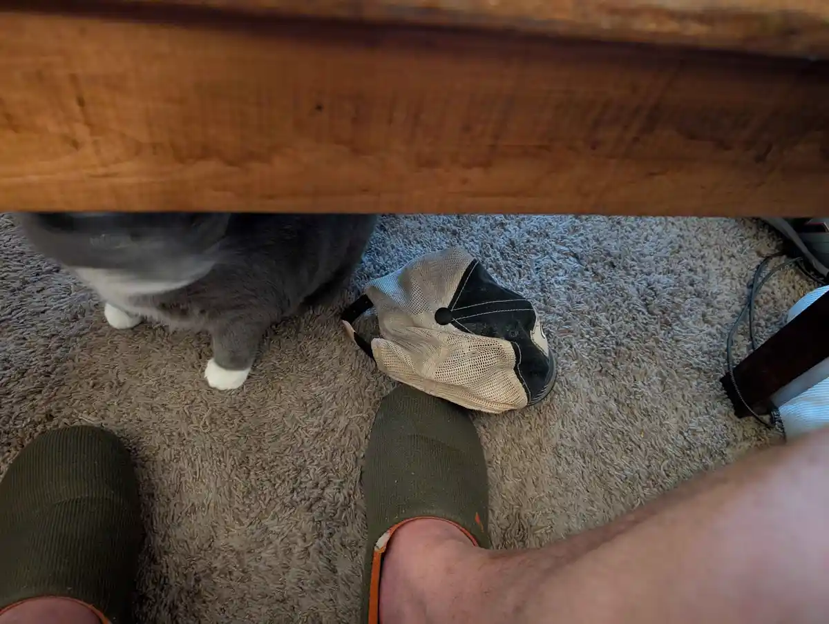 A gray cat with white paws sits on a beige carpet under a wooden table, looking up at the camera. Next to the cat is a beige…