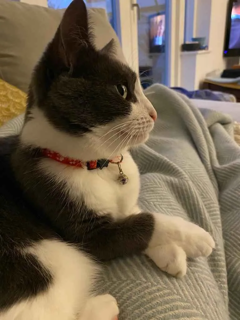 A black-and-white cat with a red collar and bell sits calmly on a gray blanket, looking off to the side with a relaxed…