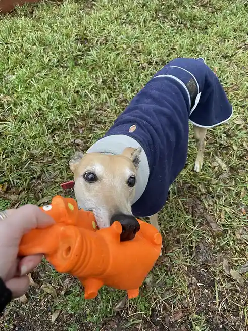 The adorable intermission dog steals the show!
