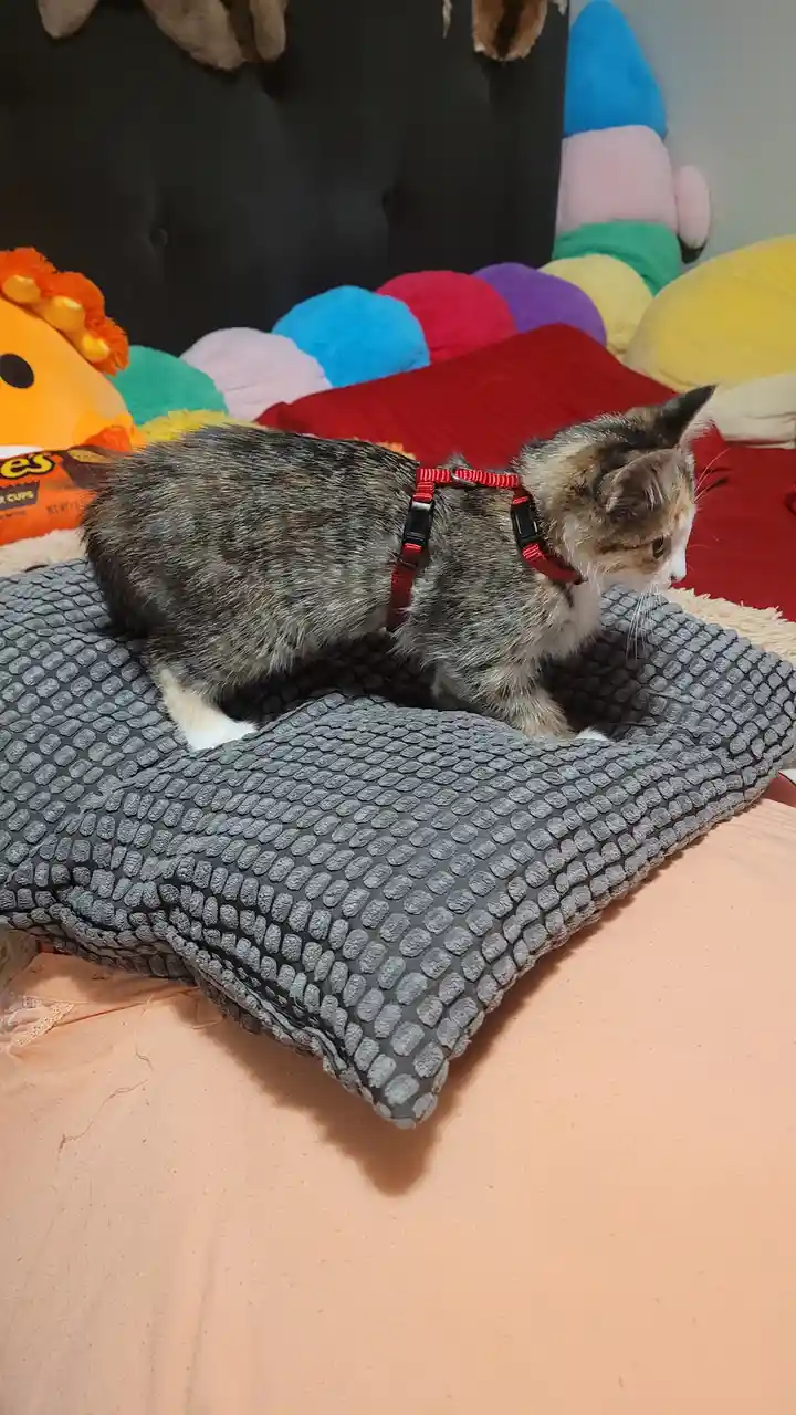 A calico kitten wearing a red harness stands on a grey textured pillow on a bed surrounded by colorful plush toys and a…