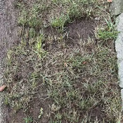 A close-up photo of patchy grass with exposed dirt forming a rough, irregular shape resembling a footprint or an abstract…