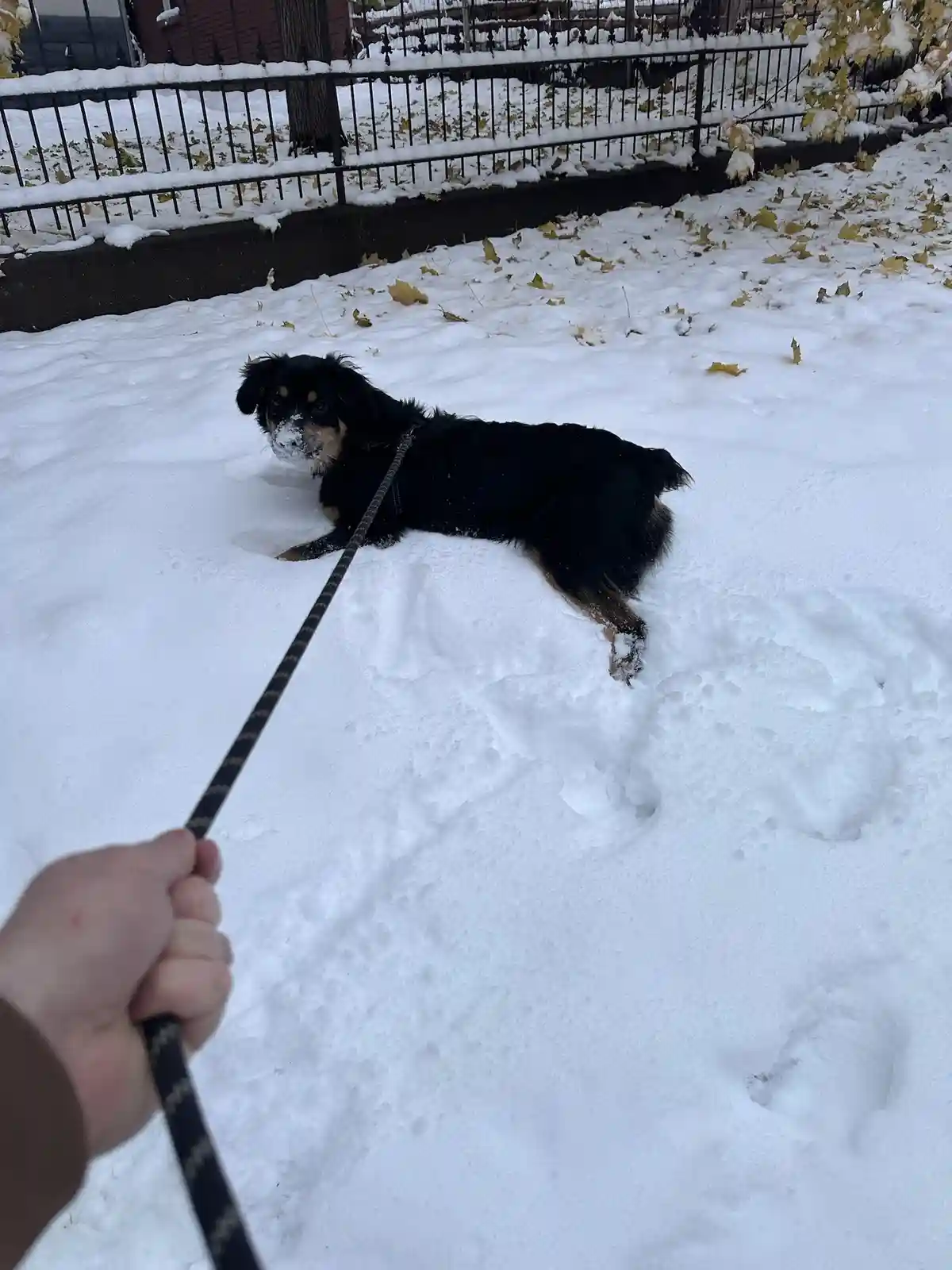 A black and tan dog with snow on its face lies down in a snowy yard, looking at the camera while being held on a leash by a…