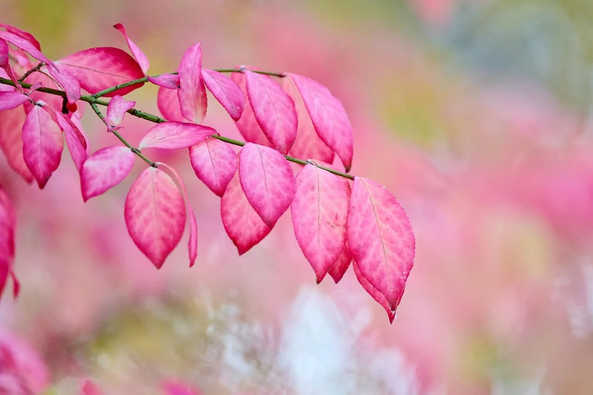 Pastel Autumn: A Season of Soft Hues