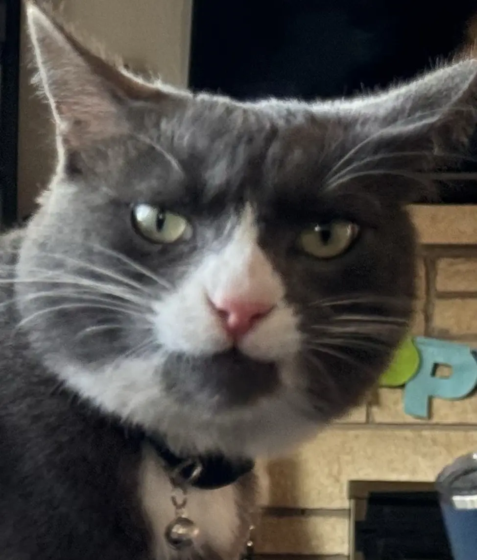 Happy Caturday! Meet Stanley, Your Future Meme Star