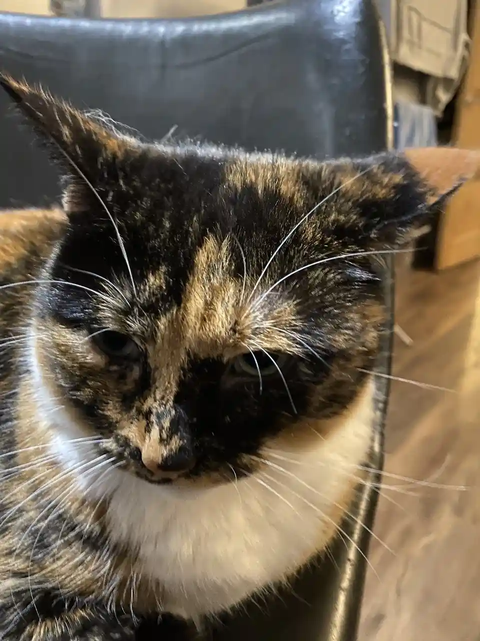 A close-up photo of a tortoiseshell cat with a visibly unimpressed, sleepy, or bored expression, sitting on a black leather…