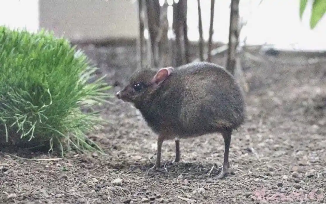 A small, dark-furred rodent with large eyes and pink ears stands on dirt ground next to a green bush, looking sideways. The…