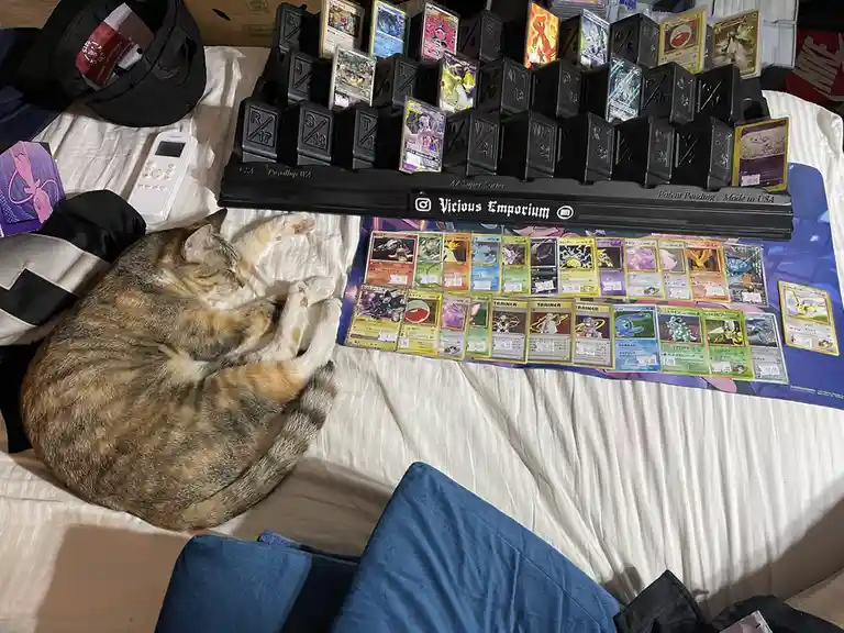 A tabby cat is curled up and sleeping peacefully on a bed next to a large collection of Pokémon trading cards. The cards are…
