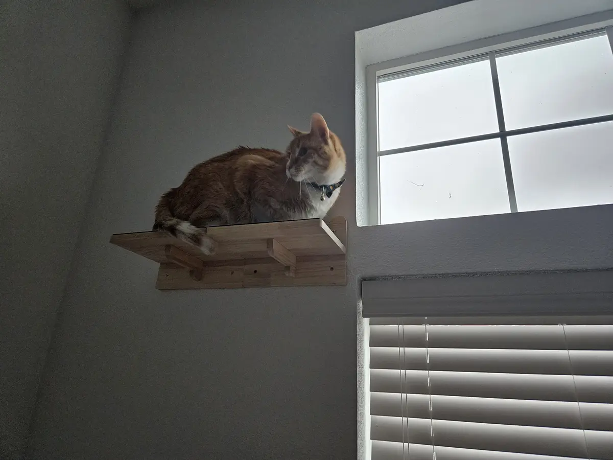 A ginger and white cat sits calmly on a wooden shelf mounted high on a gray wall, next to a window with white blinds. The…
