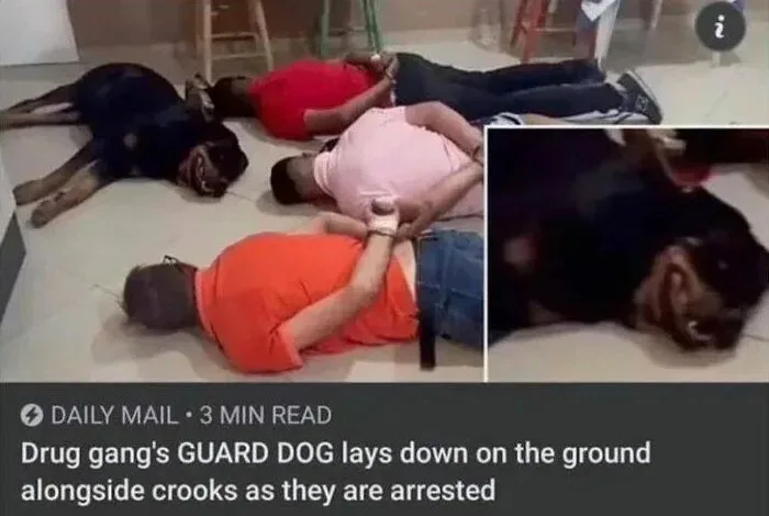 A black and tan Rottweiler lies motionless on a tiled floor next to several men in casual clothes who are also lying down…