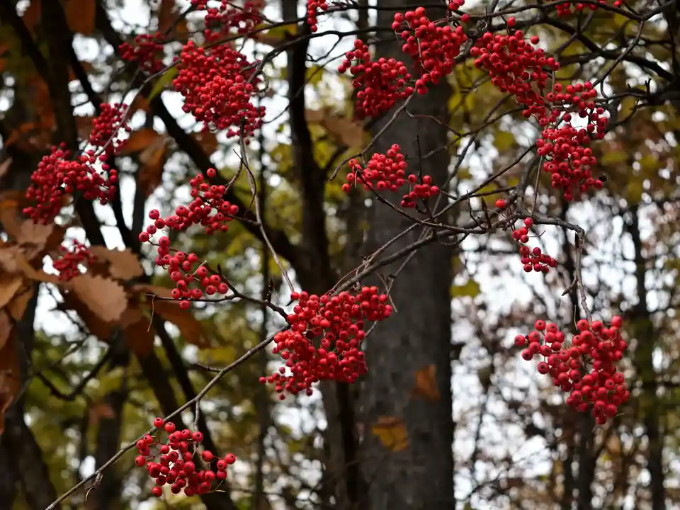 The Beauty of Viburnum