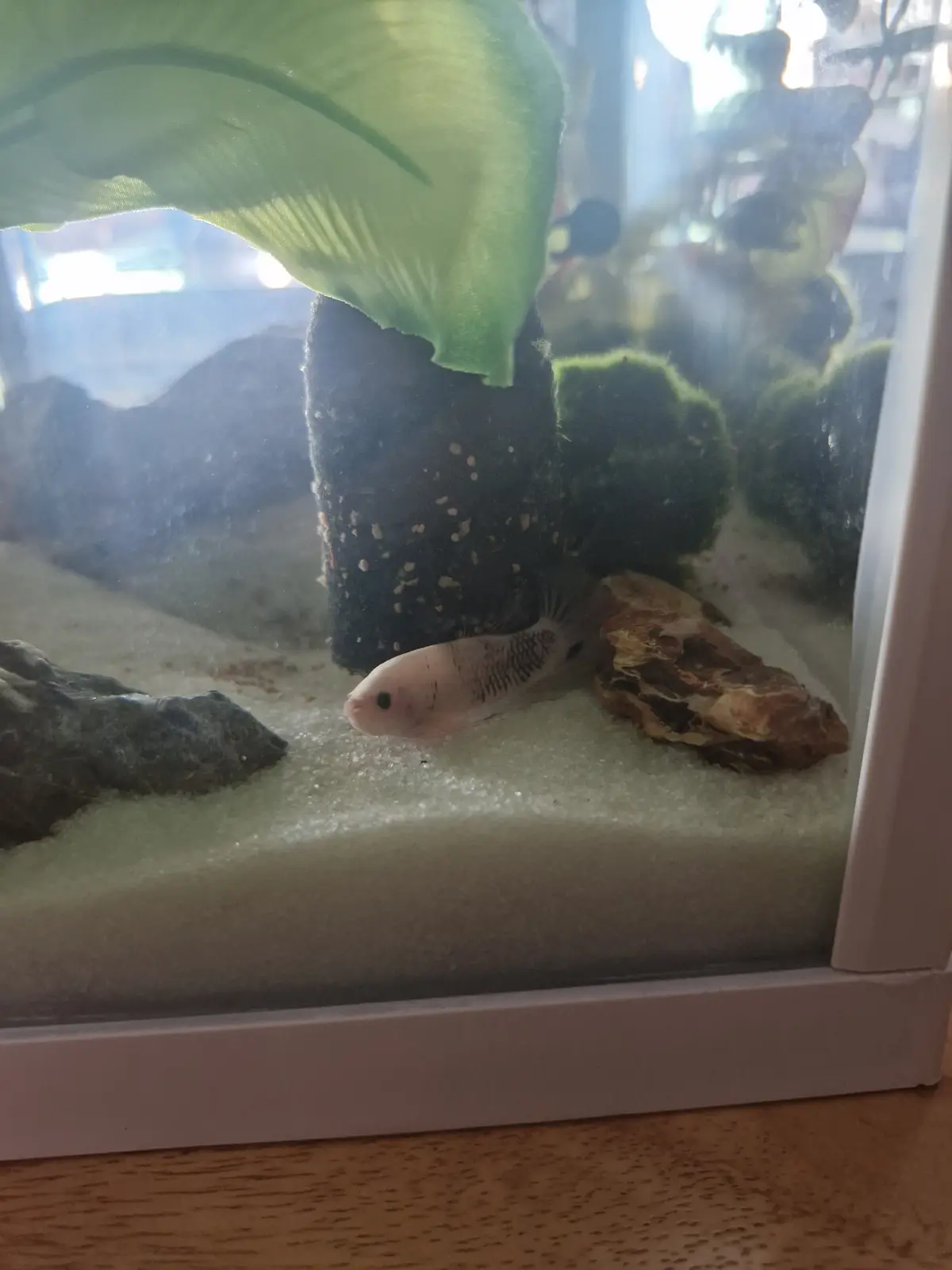 A small, pale fish with dark markings rests motionless on the sandy bottom of a home aquarium, surrounded by decorative…