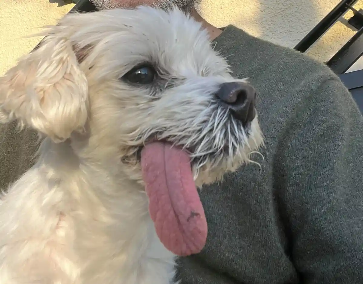 A close-up photo shows a small, fluffy white dog with its tongue hanging out, resting on a person's shoulder. The dog's pink…