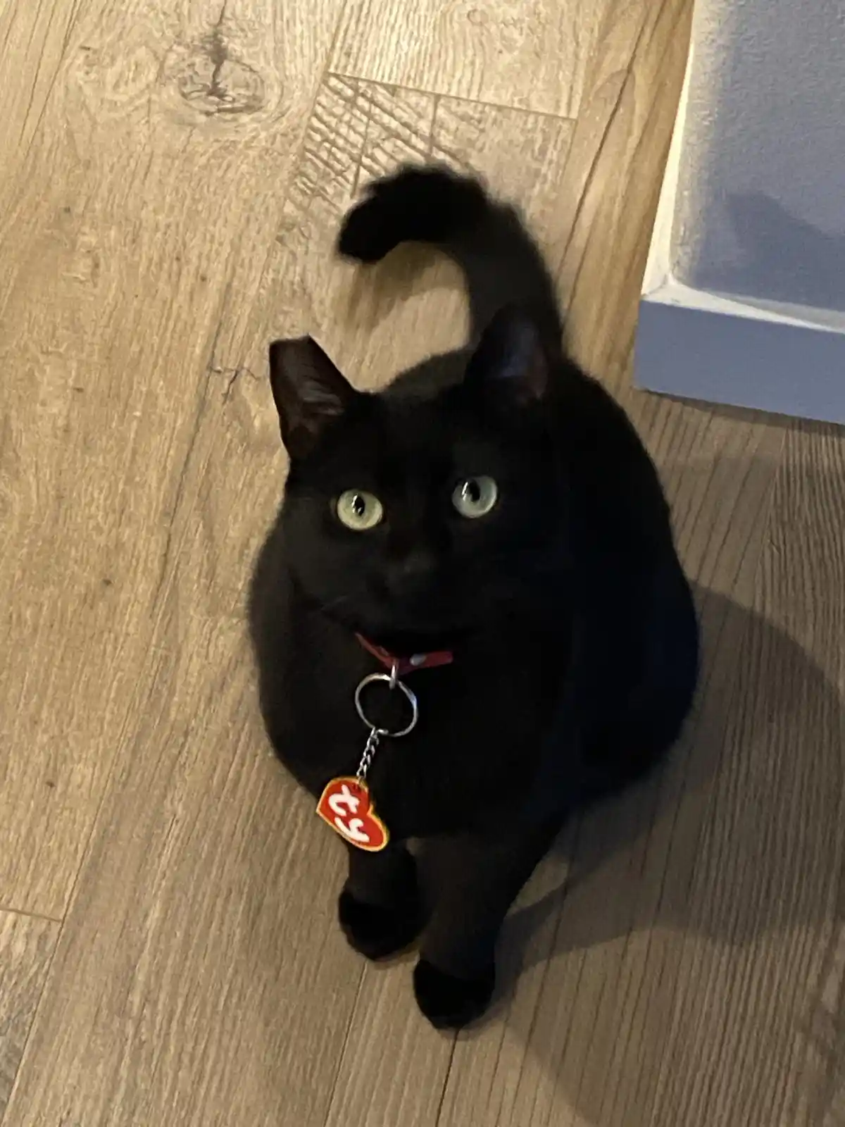 A black cat with bright green eyes sits on a light wood floor, looking up at the camera. It wears a red collar with a silver…