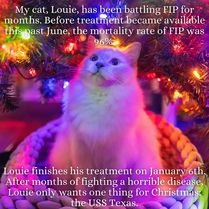 A fluffy white cat named Louie sits in a colorful, knitted bed under a Christmas tree with multicolored lights. The text…