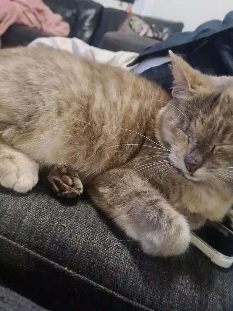 A fluffy, light brown and grey cat is curled up and sleeping soundly on a dark grey couch, with its eyes closed and paws…