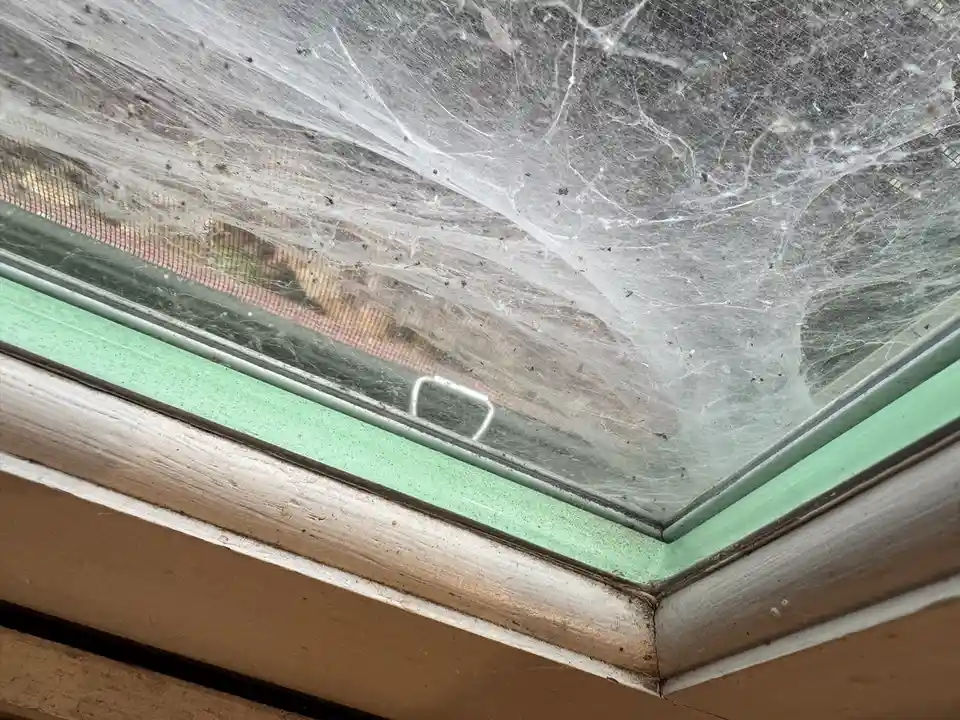 Priscilla, the majestic queen of the window funnel spider web