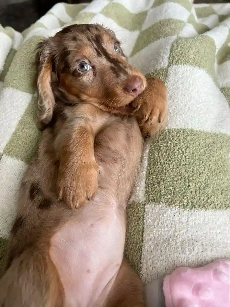 A small, brown and tan dachshund puppy lies on its back on a green and white checkered blanket, looking up with wide…