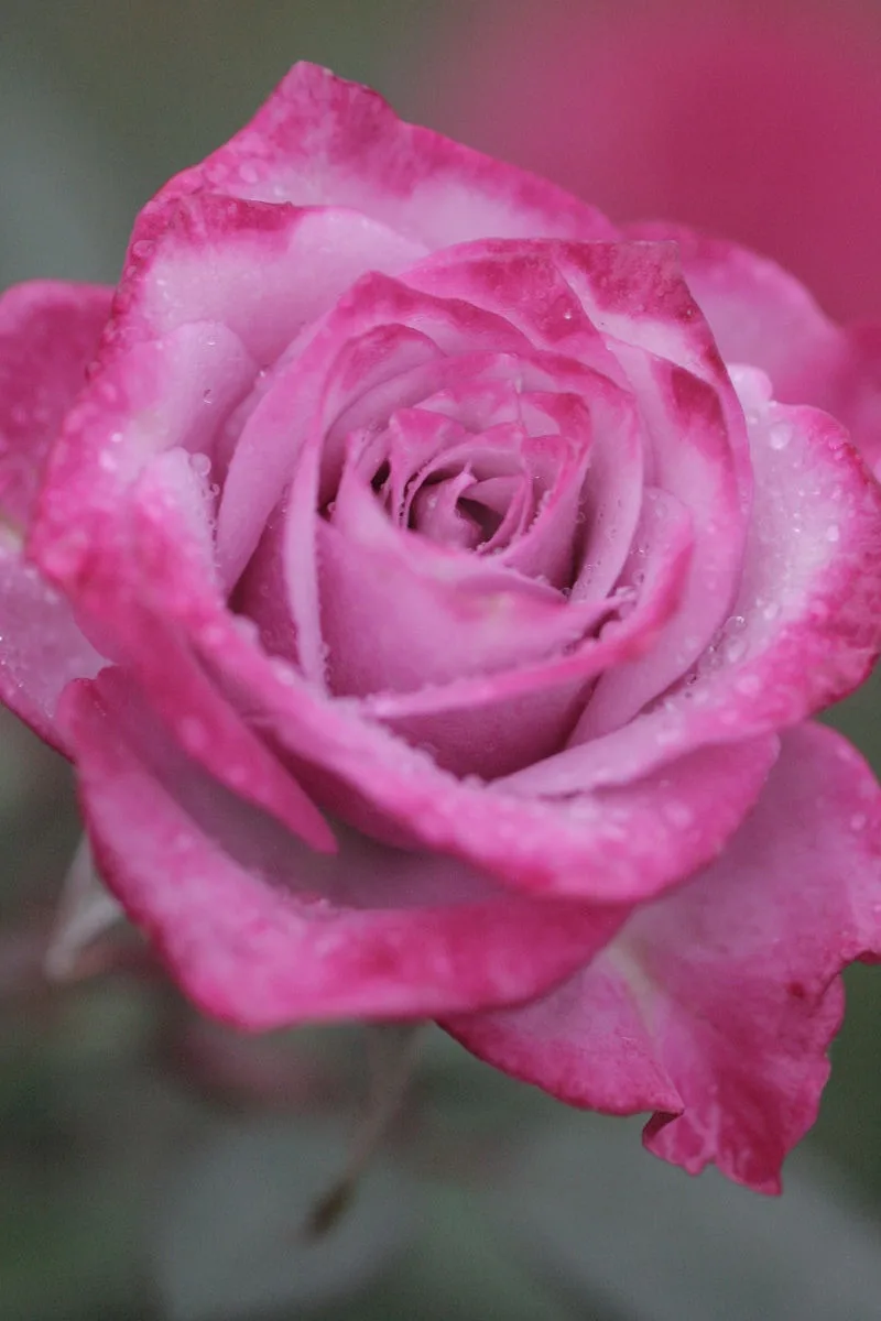 A close-up photograph of a pink rose with water droplets on its petals, overlaid with the text 'i'm not a rose, i'm a rose…