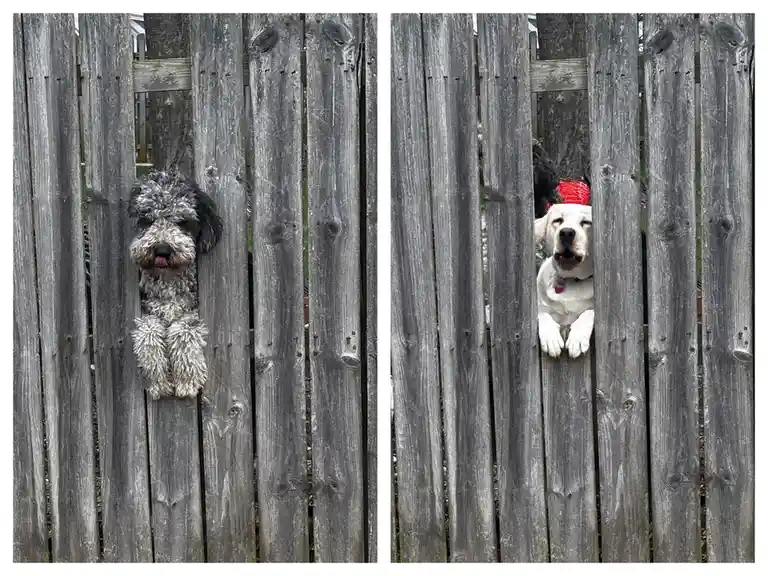 Rigby Ragazzo's Adventures Today