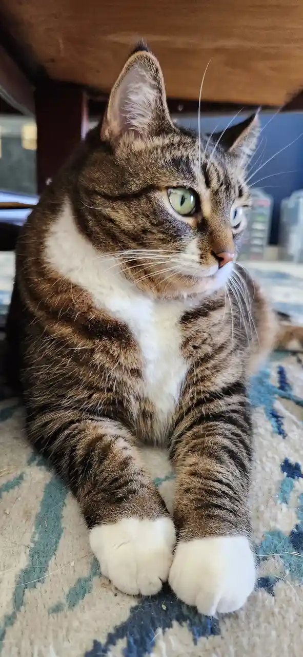 A tabby cat with white paws and chest sits under a wooden table on a patterned rug, looking off to the side with one eye…