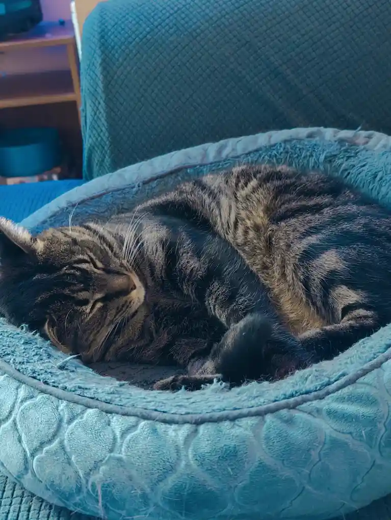A tabby cat with dark stripes is curled up and sleeping soundly inside a plush, teal-colored pet bed. The cat's eyes are…