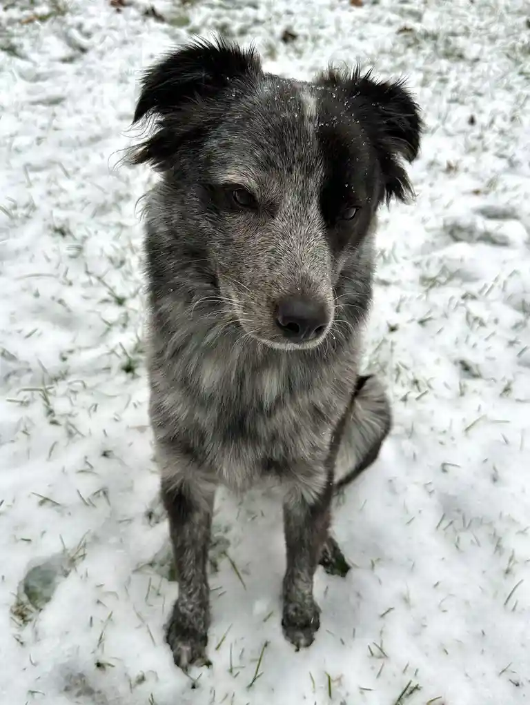 A close-up photo of a gray and black speckled dog sitting in a snowy yard, looking directly at the camera with a calm…
