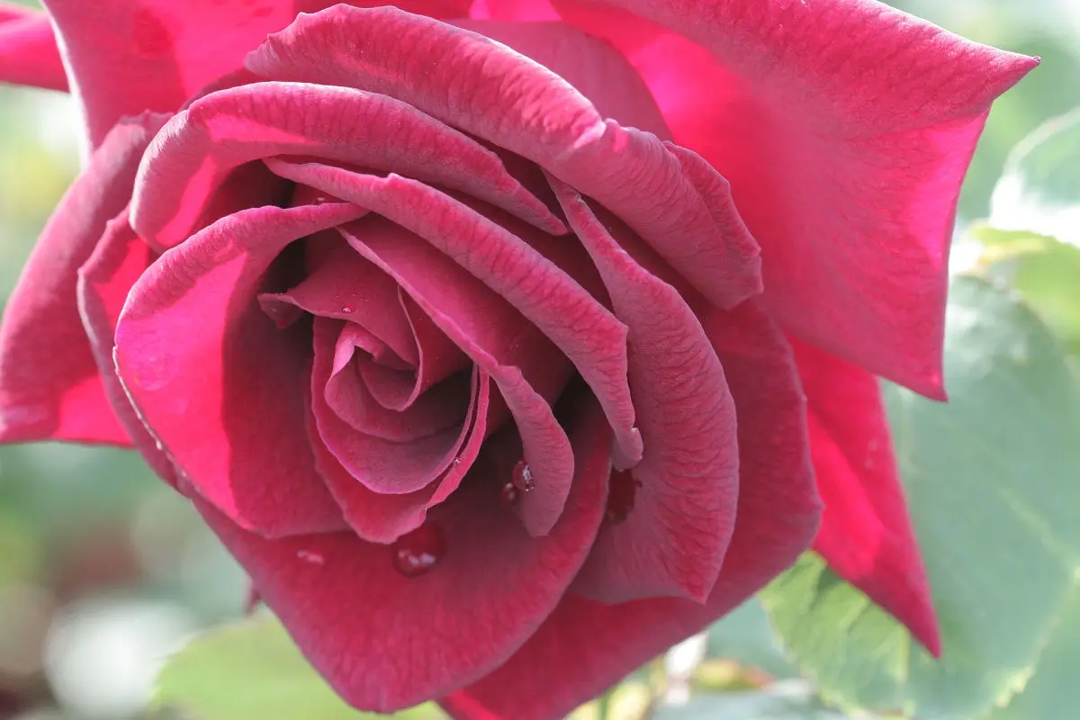 A close-up photograph of a deep red rose with water droplets on its petals, set against a blurred green background. The…