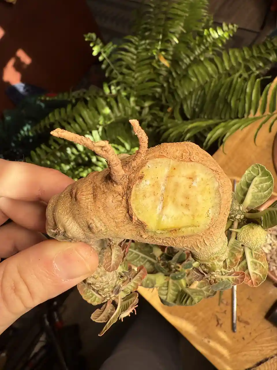 A hand holds a plant with a large, cut-open root that reveals a pale yellow interior resembling a potato, with two small…