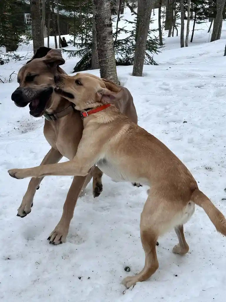 Two tan dogs are play-fighting in a snowy forest, one dog has its mouth open and the other is biting its nose. The…
