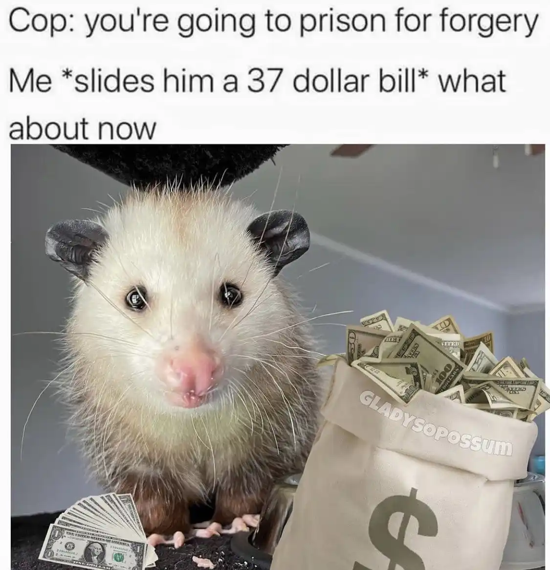 A close-up photo of a white-faced opossum with dark ears and pink nose, looking directly at the camera. To its right is a…