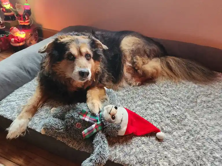 A fluffy, long-haired dog with black and tan fur lies on a grey dog bed, looking directly at the camera with a calm…