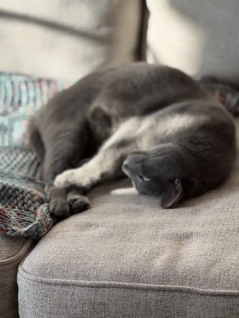 A gray cat is curled up and sleeping on a gray couch cushion, with one paw tucked under its chin. A colorful woven blanket…