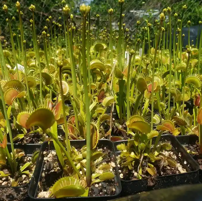 A dense field of Venus flytraps in black plastic pots, their green, toothed traps open under bright sunlight, with a…