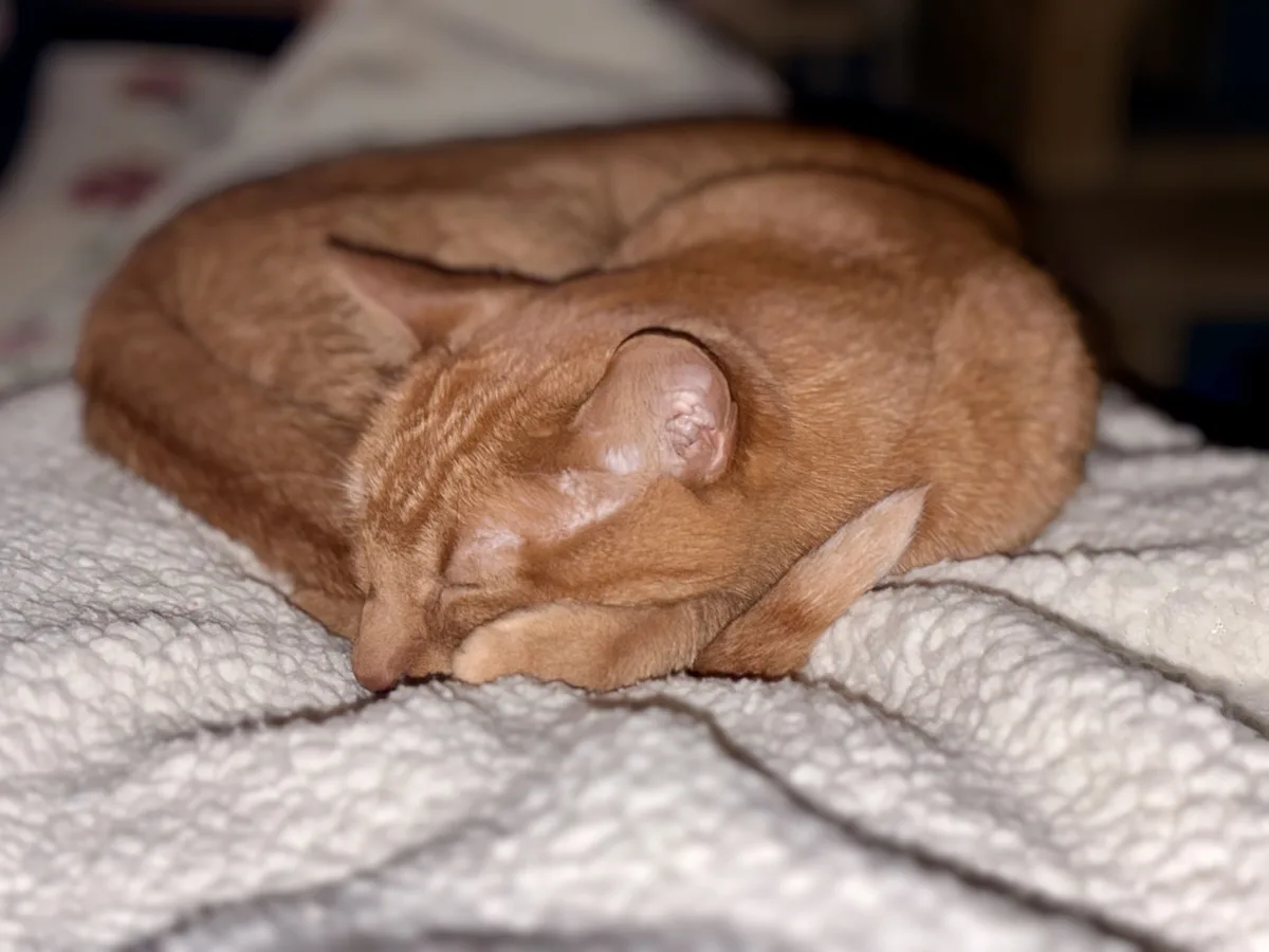 A ginger cat is curled up tightly in a ball, sleeping soundly on a textured white blanket. Its eyes are closed and its tail…