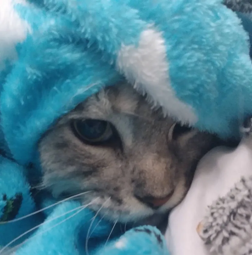 A close-up of a gray tabby cat with one visible blue eye, partially covered by a fluffy blue and white blanket or hood…