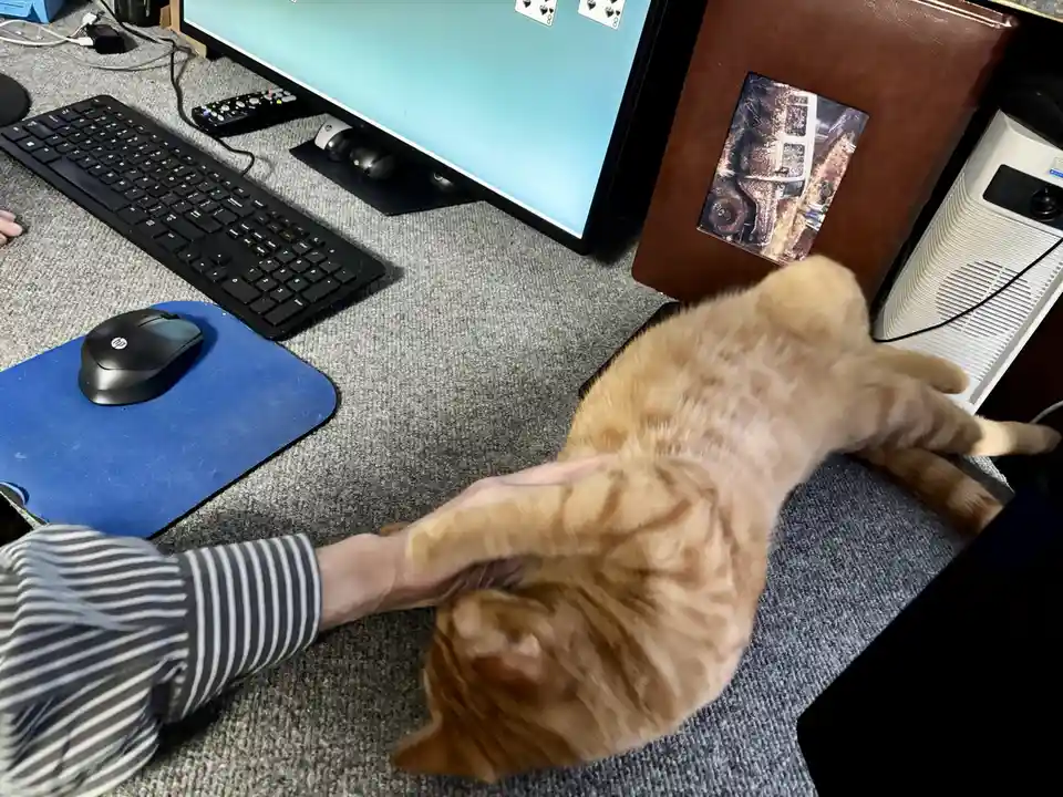 An orange tabby cat is lying on its back on a grey carpeted floor in front of a computer desk, with a person's hand gently…