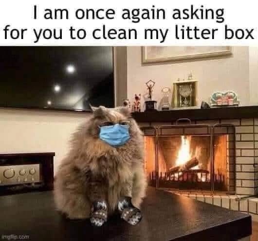 A fluffy, long-haired cat wearing a blue surgical mask and clear glasses sits on a dark wooden surface in front of a lit…