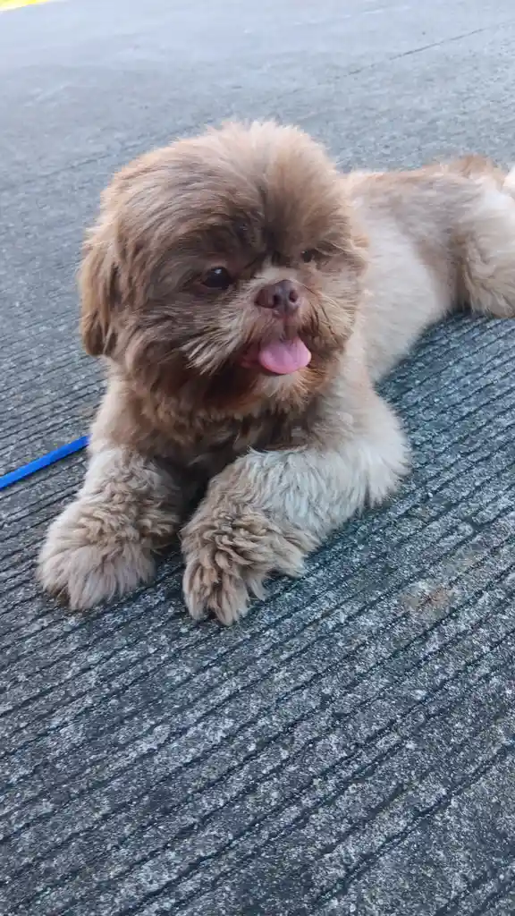 A small, fluffy brown and white dog with a slightly scruffy face and tongue out is lying on a textured gray concrete…