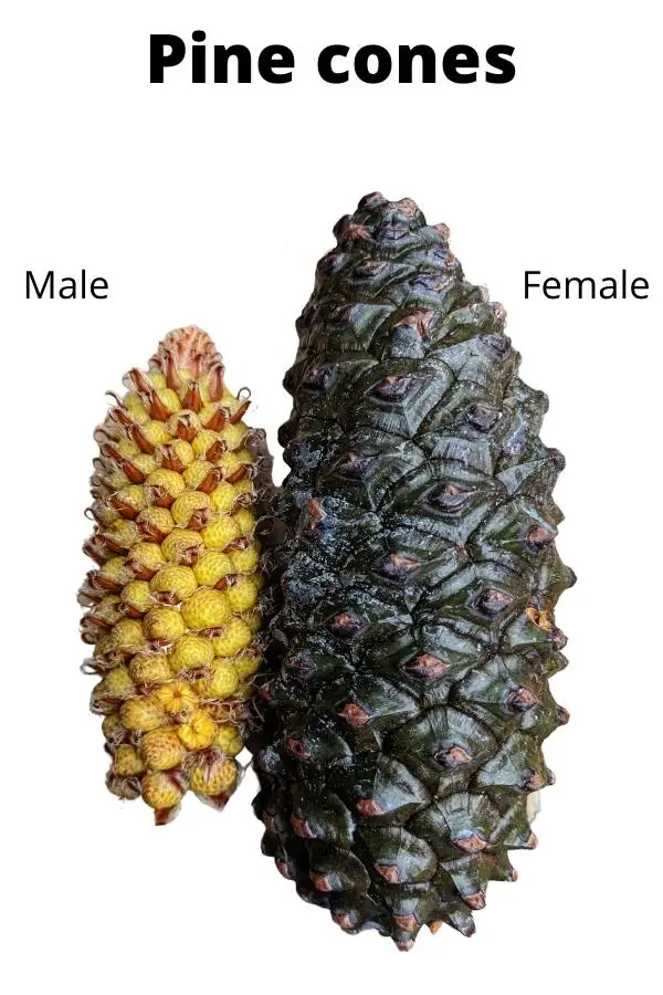Two pine cones are displayed side by side against a white background, labeled 'Male' for the smaller, yellowish…