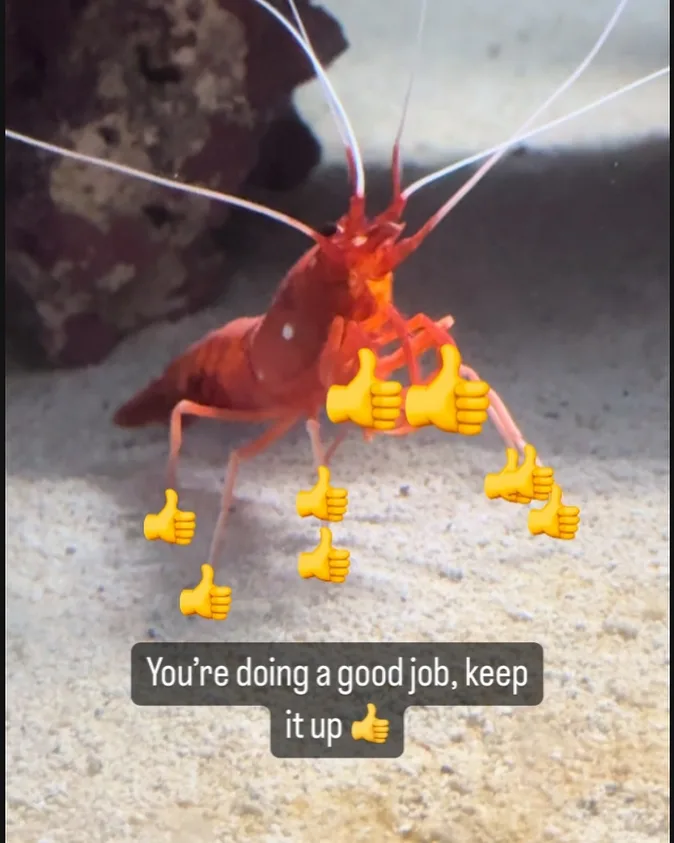 A red shrimp is shown underwater on a sandy seabed with a rock in the background. Multiple yellow thumbs-up emojis are…